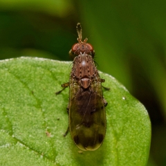 Suillia variegata