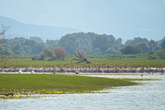 Pelecanus onocrotalus