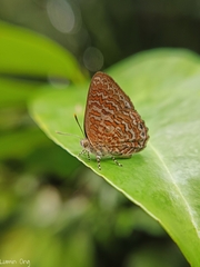 Poritia sumatrae