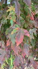 Acer