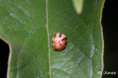 Cheilomenes sexmaculata