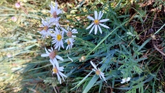 Aster biennis