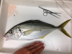 Pseudocaranx