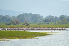 Pelecanus onocrotalus