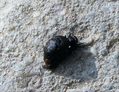 Meloe rugosus