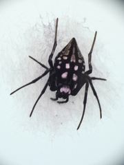 Neogea nocticolor