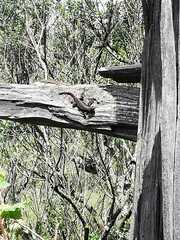 Sceloporus grammicus
