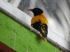 Oriolus xanthornus