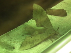 Marumba