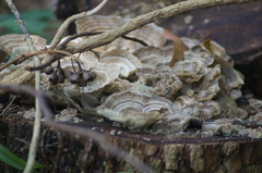 Trametes villosa