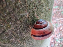 Cepaea hortensis