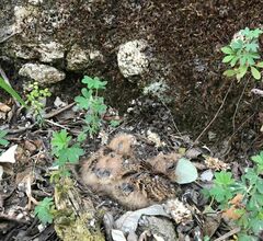 Antrostomus arizonae