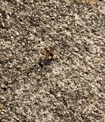 Acanthomyops