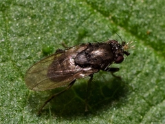 Limosininae