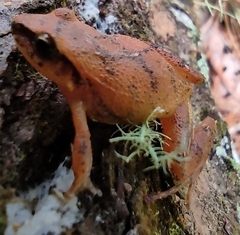 Craugastor mexicanus