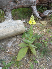 Verbascum densiflorum