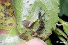 Haritalodes derogata