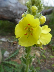Verbascum densiflorum