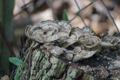 Trametes villosa