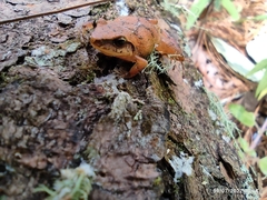 Craugastor mexicanus