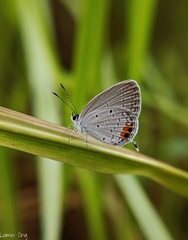 Everes lacturnus