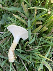 Clitocybe rivulosa