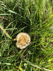 Clitocybe rivulosa