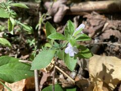 Clinopodium talladeganum