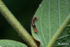 Orvasca subnotata