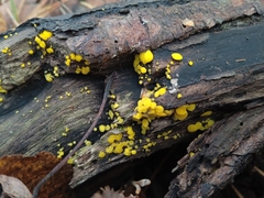 Calycina citrina