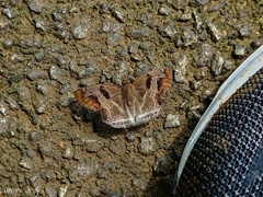 Odontoptilum angulata