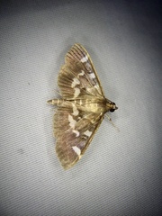 Herpetogramma luctuosalis