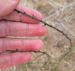 Lepidospartum squamatum