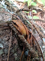 Craugastor mexicanus