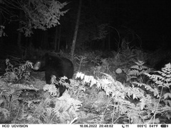 Ursus americanus