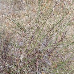 Lepidospartum squamatum