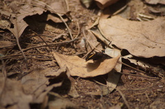 Riodina lycisca