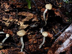 Vibrissea dura