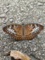 Tanaecia pelea