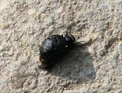 Meloe rugosus