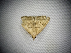 Herminia arenosa