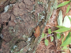 Craugastor mexicanus