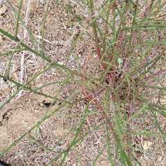 Lepidospartum squamatum