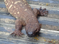 Heloderma horridum