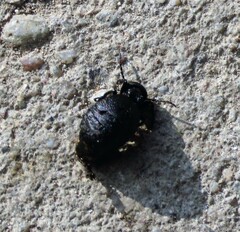 Meloe rugosus
