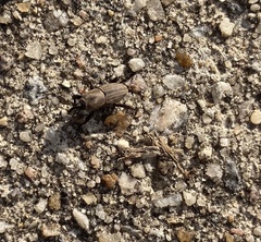 Sphenophorus coesifrons
