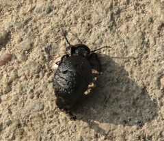 Meloe rugosus