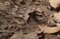 Riodina lycisca