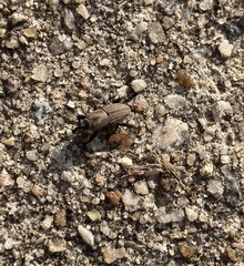 Sphenophorus coesifrons