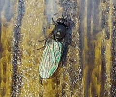 Calliopum